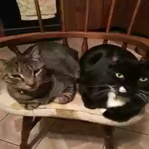 lost male cat charlie