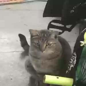 lost male cat trevor