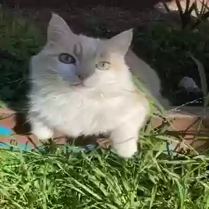lost female cat leche