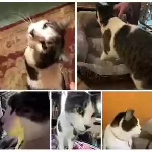 lost male cat adolf