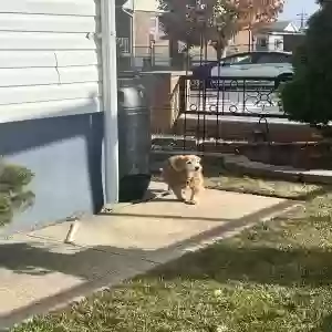found unknown dog unknown