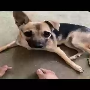 lost female dog kamalani