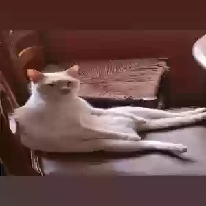 lost male cat oscar