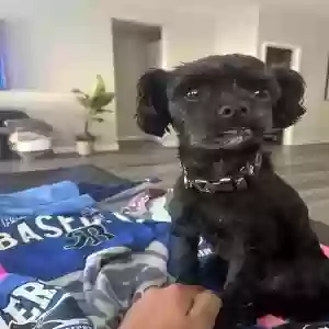 lost female dog unknown