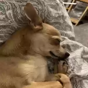 lost male dog mickey