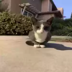 lost male cat odin