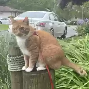 lost male cat desi