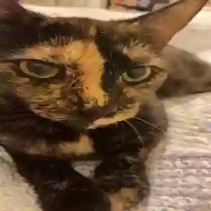 lost female cat smudge