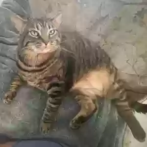 lost female cat robin