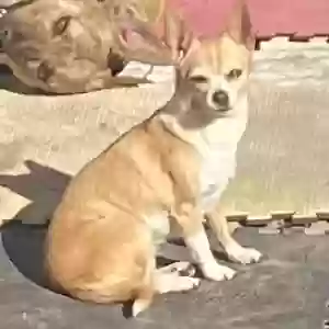 lost female dog molly