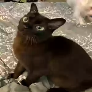lost male cat caruso
