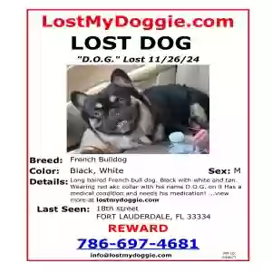 lost male dog d.o.g.