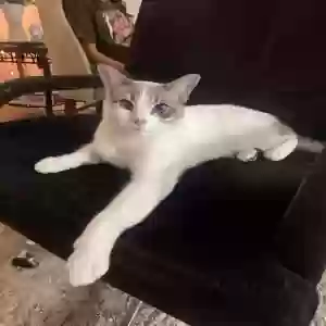 lost male cat kot