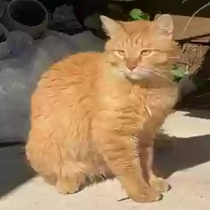 lost male cat simba