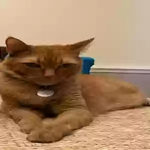 lost male cat rusty