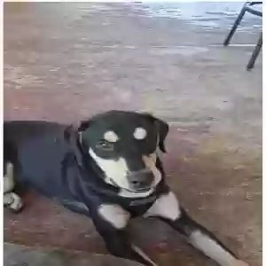 lost male dog rayden