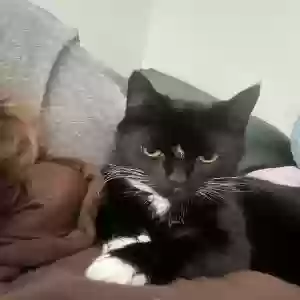 lost male cat keiko