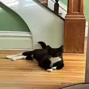 lost male cat sox