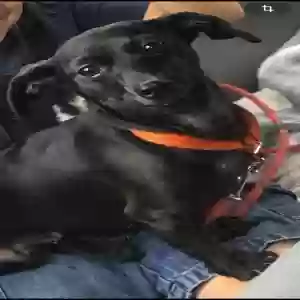 lost female dog negris