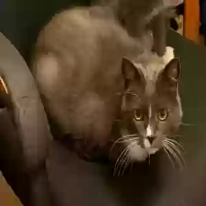 lost male cat spaz