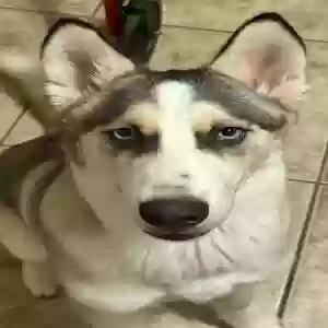 lost female dog foxy girl