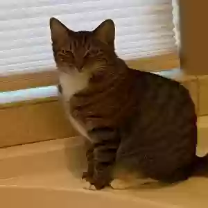 lost male cat ozzy