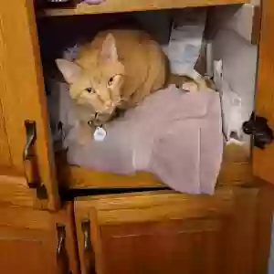 lost male cat romeo