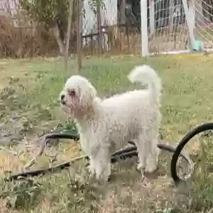 lost female dog luna