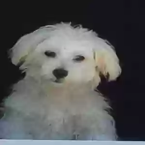 lost female dog scarlett