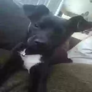lost male dog chico