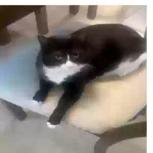 lost female cat marcelline