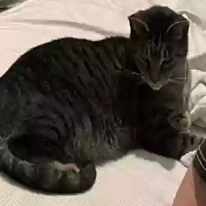 lost male cat savennia