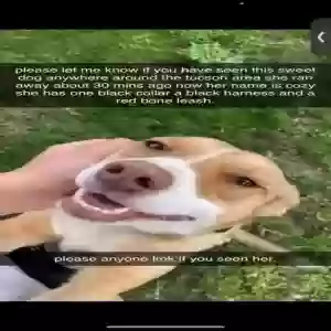 lost female dog cozy