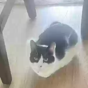 lost female cat venus