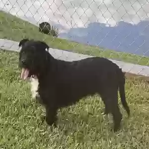 lost male dog tux