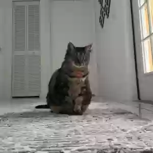 lost female cat cheetah