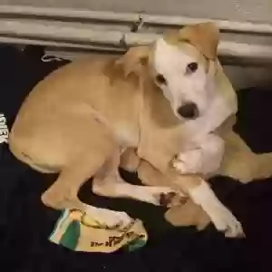 lost male dog milo