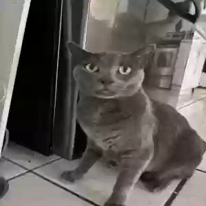 lost male cat steel