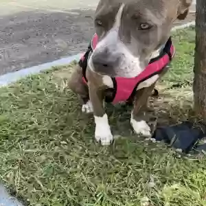 lost female dog krissy