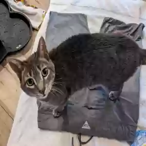 lost male cat unknown