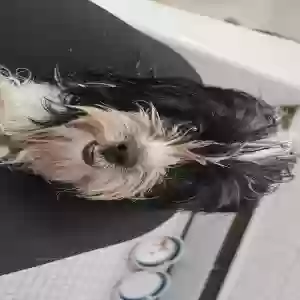 found male dog unknown