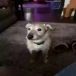 lost male dog forrest