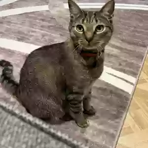 lost male cat lucipurr