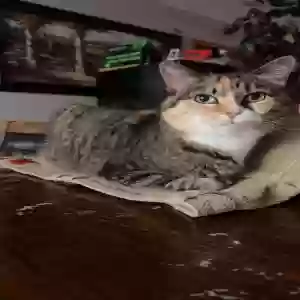 lost female cat lucy