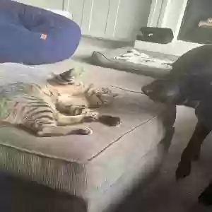 lost male cat meowgi