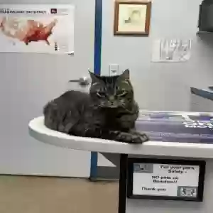 lost male cat koda