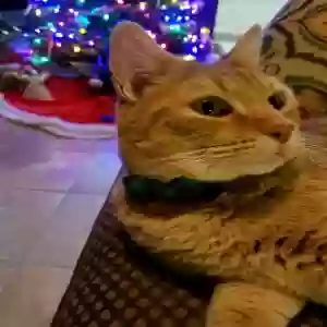 lost male cat timothy chester