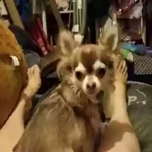 lost male dog tuck