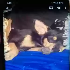 lost male dog skout