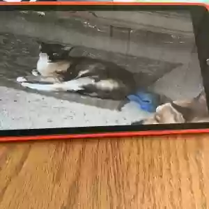 lost female cat daisy